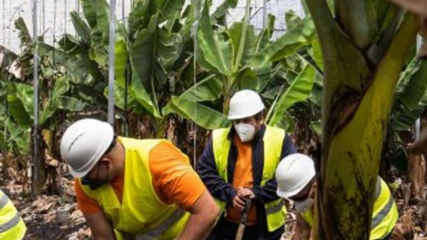 Madrid bonifica el IRPF a las empresas pero no al 100% de los palmeros