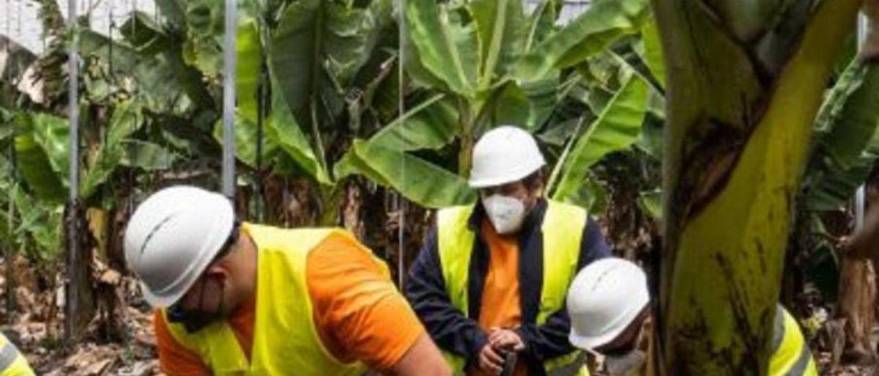 Trabajadores de Gesplan limpian la ceniza del volcán de las plataneras.