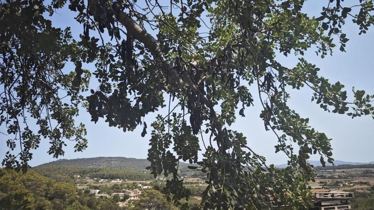 Arranca la campaña de la algarroba en Mallorca