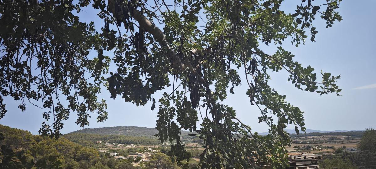 FOTOS | Arranca la campaña de la algarroba en Mallorca