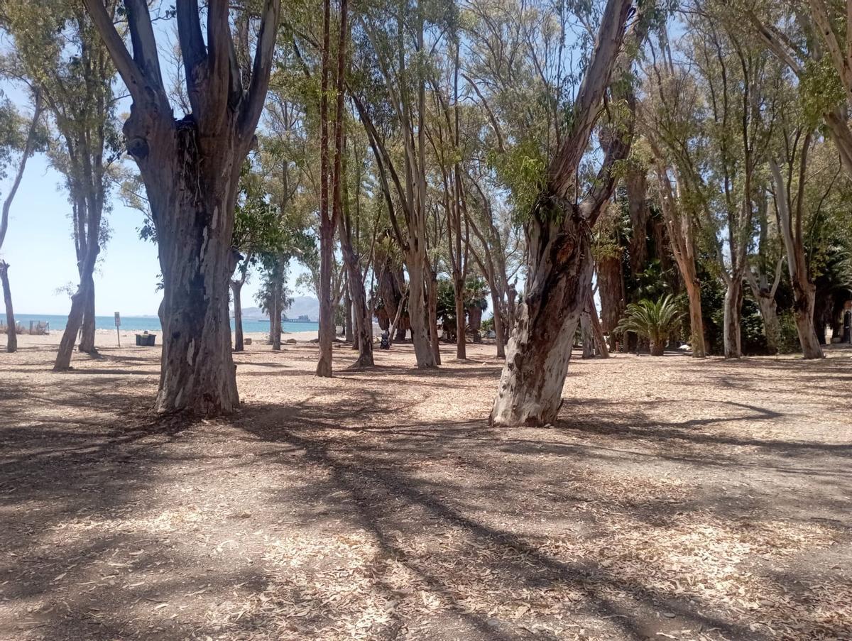 Eucaliptos en la playa de los Baños del Carmen.