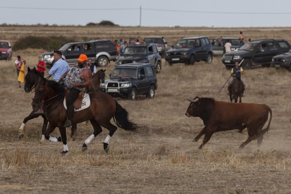 Encierro campero en Pereruela