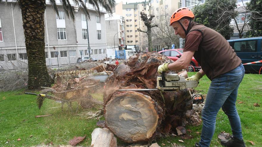 A Coruña inicia un protocolo en palmeras contra el picudo rojo