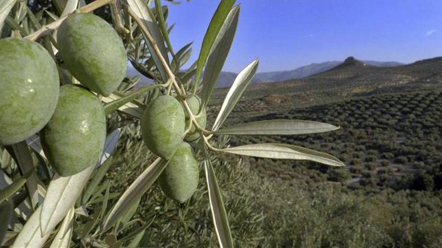 Un estudio prueba el efecto anticancerígeno de las hojas de olivo