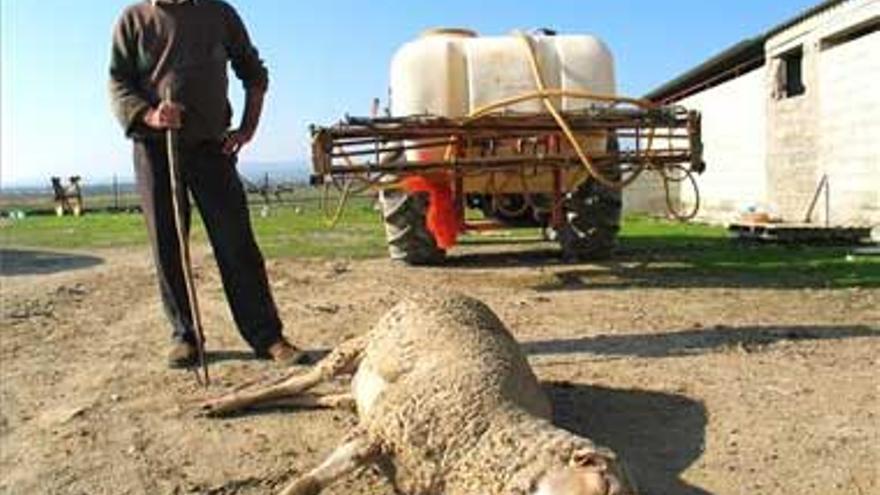 La UE restringe el comercio de ganado en Extremadura