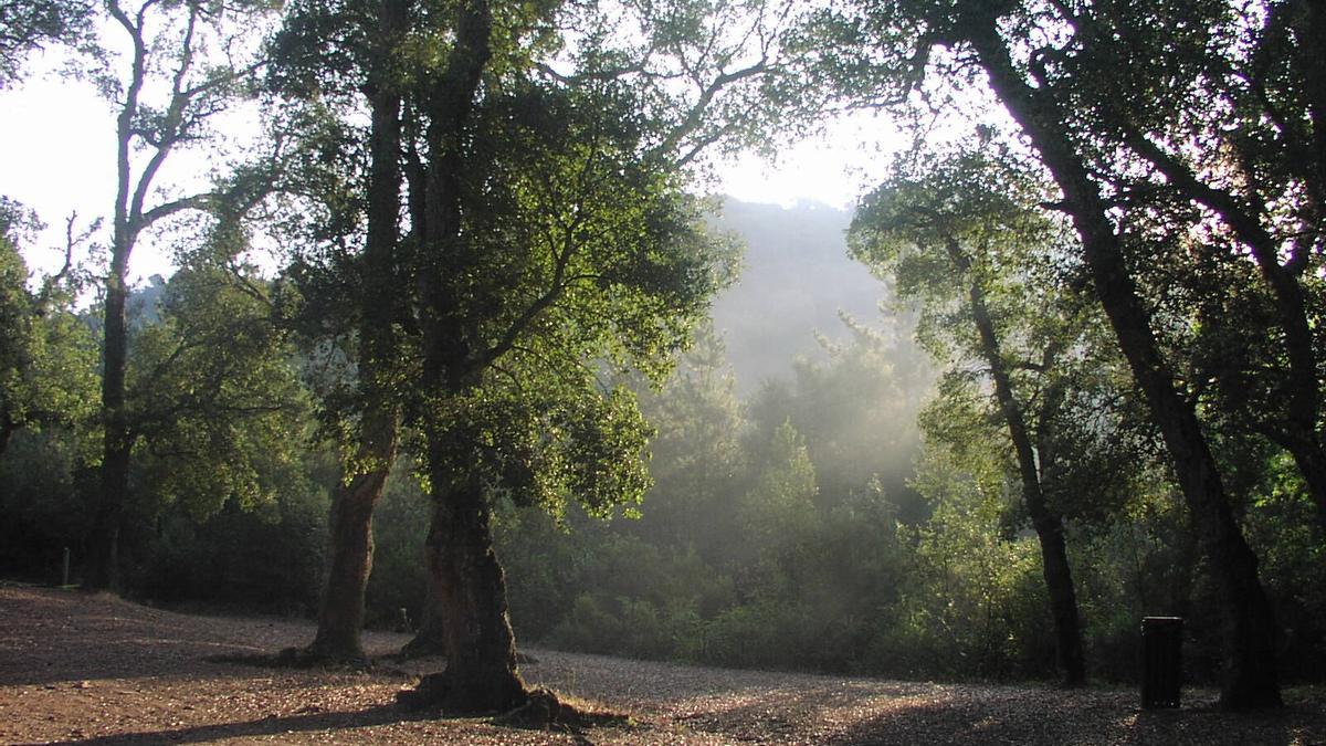 La font dels Lleons a Sant Daniel