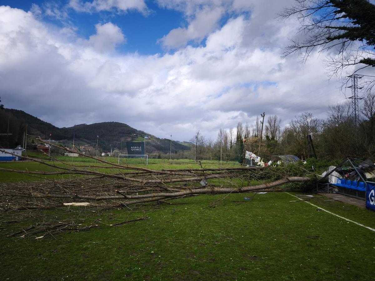 Situación actual del campo del Cornellana tras la caída del árbol.