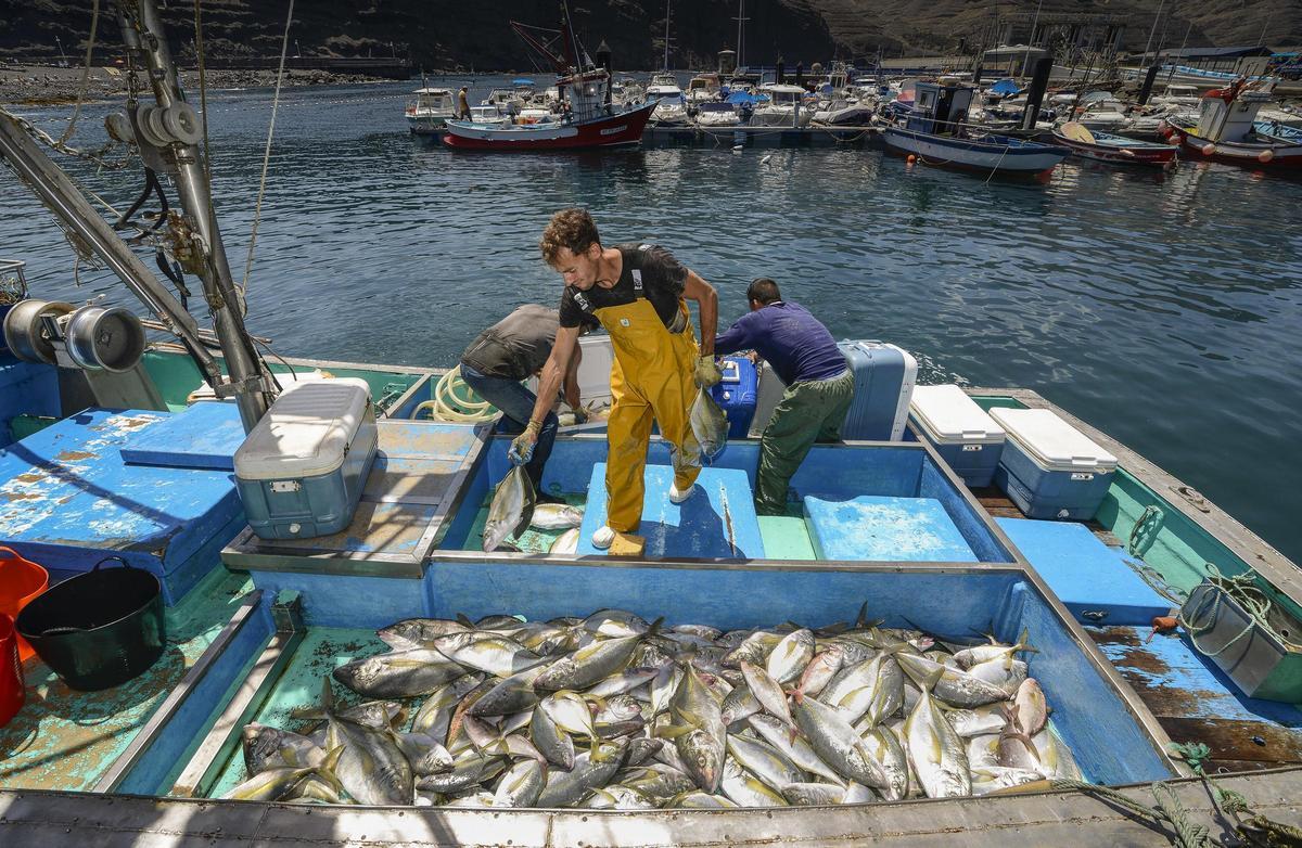 Varios pescadores descargan sus capturas en el puerto de Agaete, en Gran Canaria.