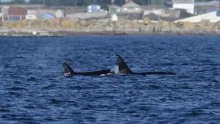 Alfredo López: “Las orcas vienen detrás del atún al gran supermercado que son nuestras rías”