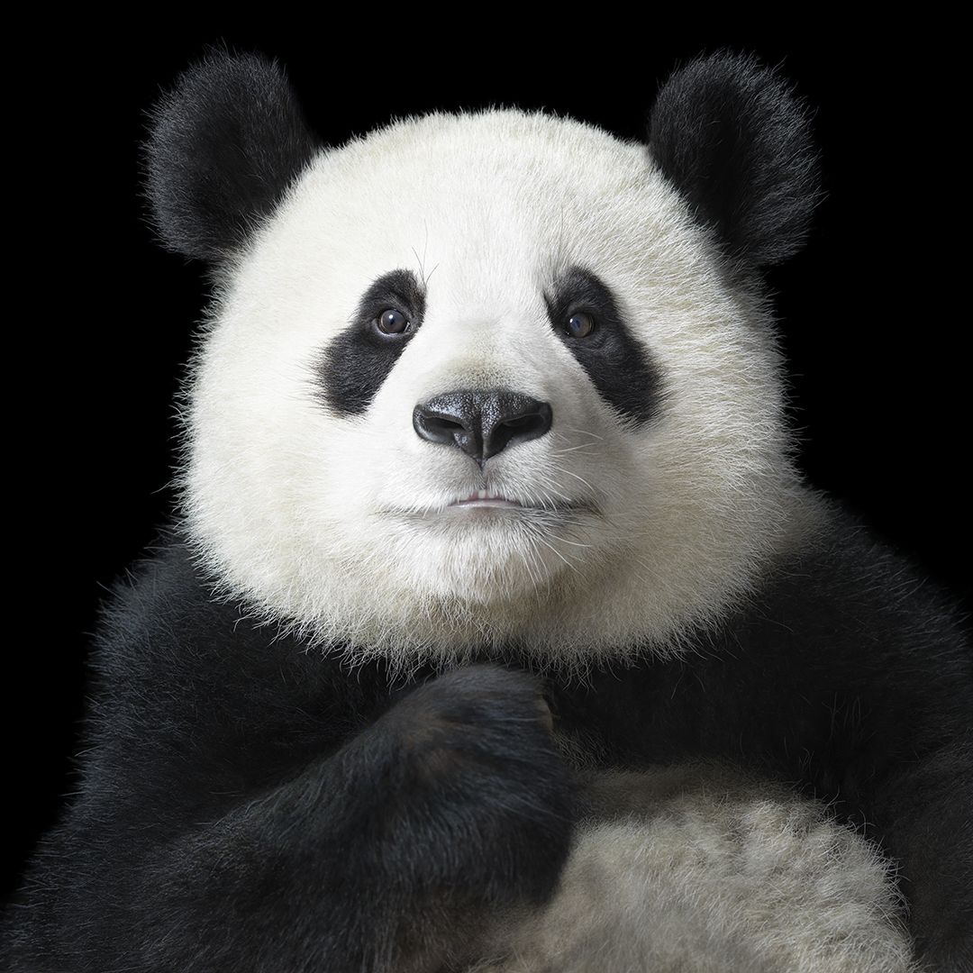 Fotografía de un oso panda que integra la exposición "Emociones en peligro".
