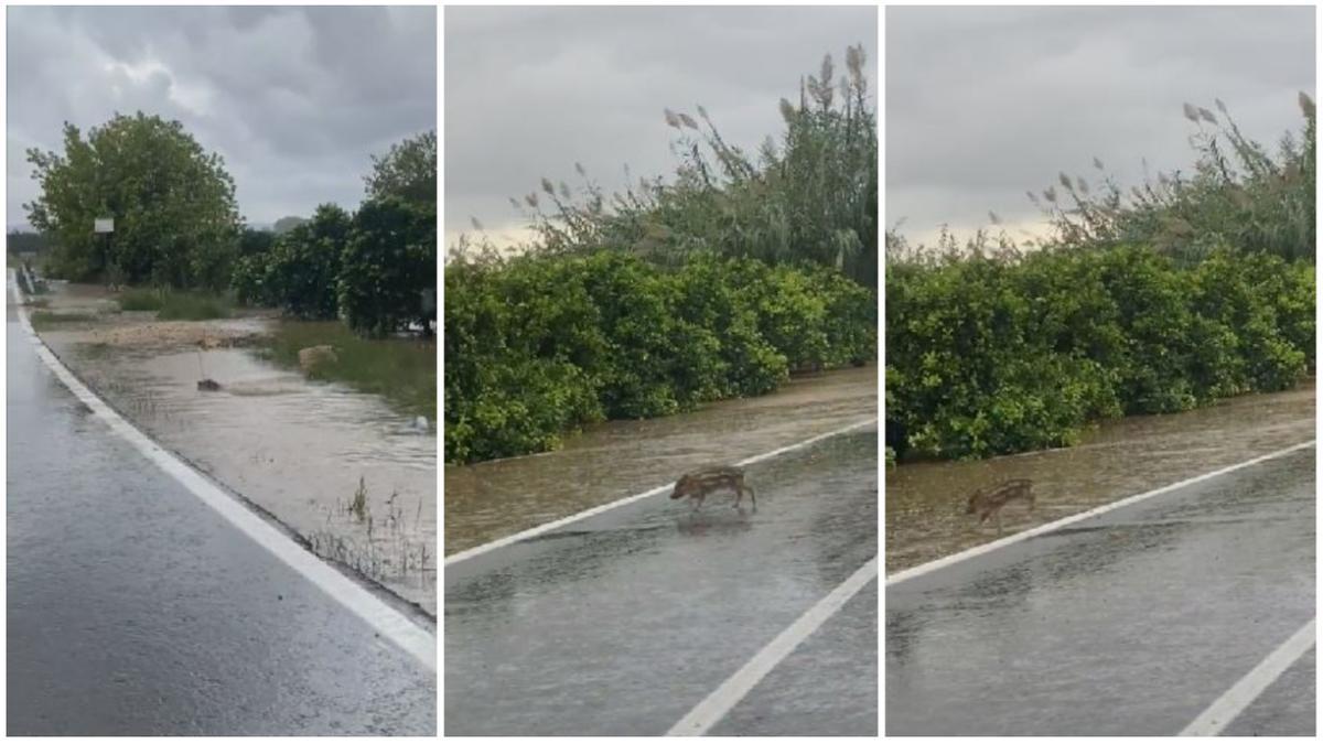 Una jabalí y sus crías cruzan nadando los campos inundados por las lluvias en Carcaixent