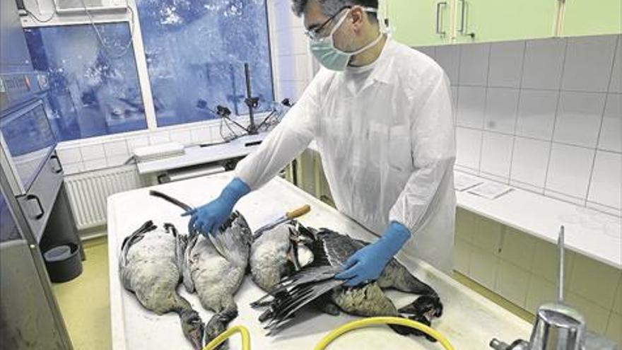 La OMS, en alerta máxima ante la propagación de la gripe aviaria