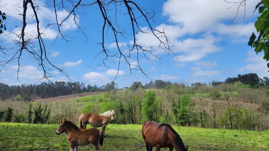 Una imagen de los terrenos de La Belga, en Siero, donde el Oviedo construirá su nueva ciudad deportiva. | J. A.