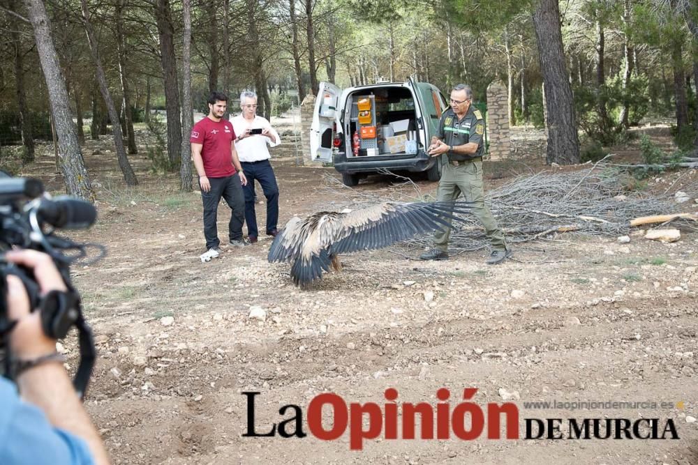 Liberan un Buitre Leonado en la Sierra de Mojantes