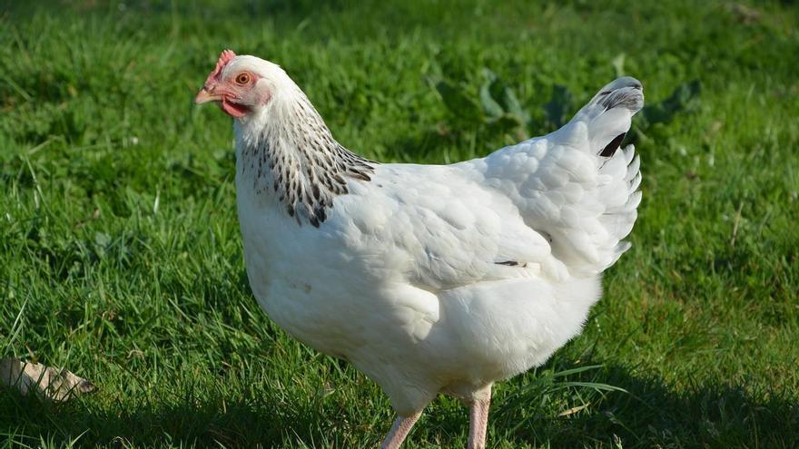 La sorprendente historia de la gallina: de ser un ave venerada a terminar en el plato