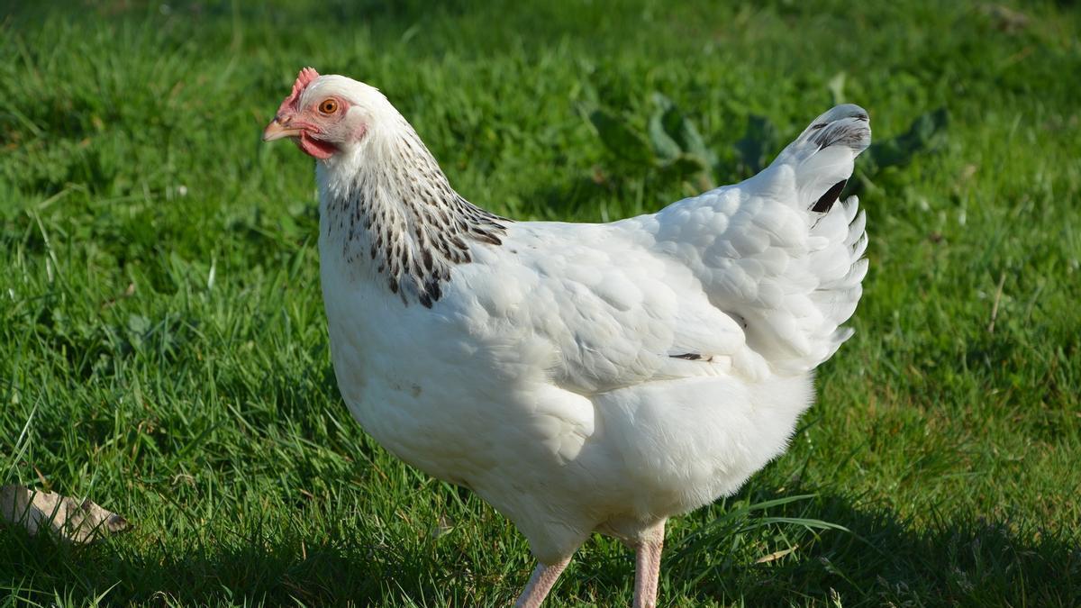 HISTORIA DE LA GALLINA: La sorprendente historia de la gallina: de ser ave  venerada a terminar en el plato