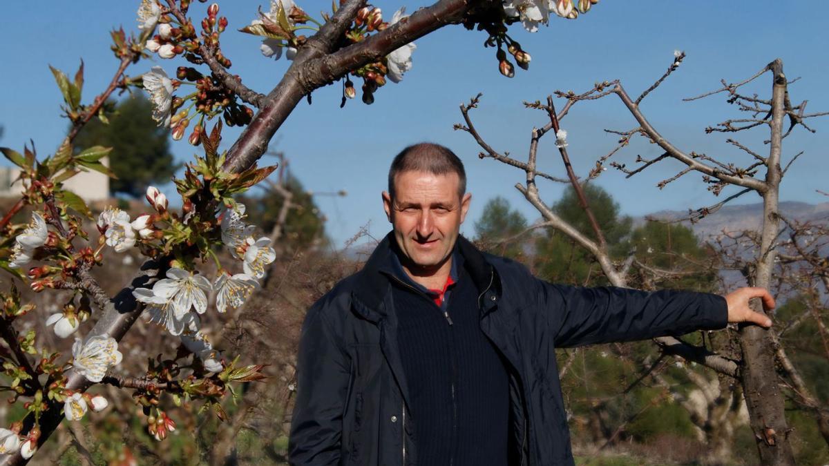 Hilario Calabuig preside el Consejo Regulador que vela por la calidad de la cereza que va con el sello de su Indicación Geográfica Protegida. | JUANI RUZ