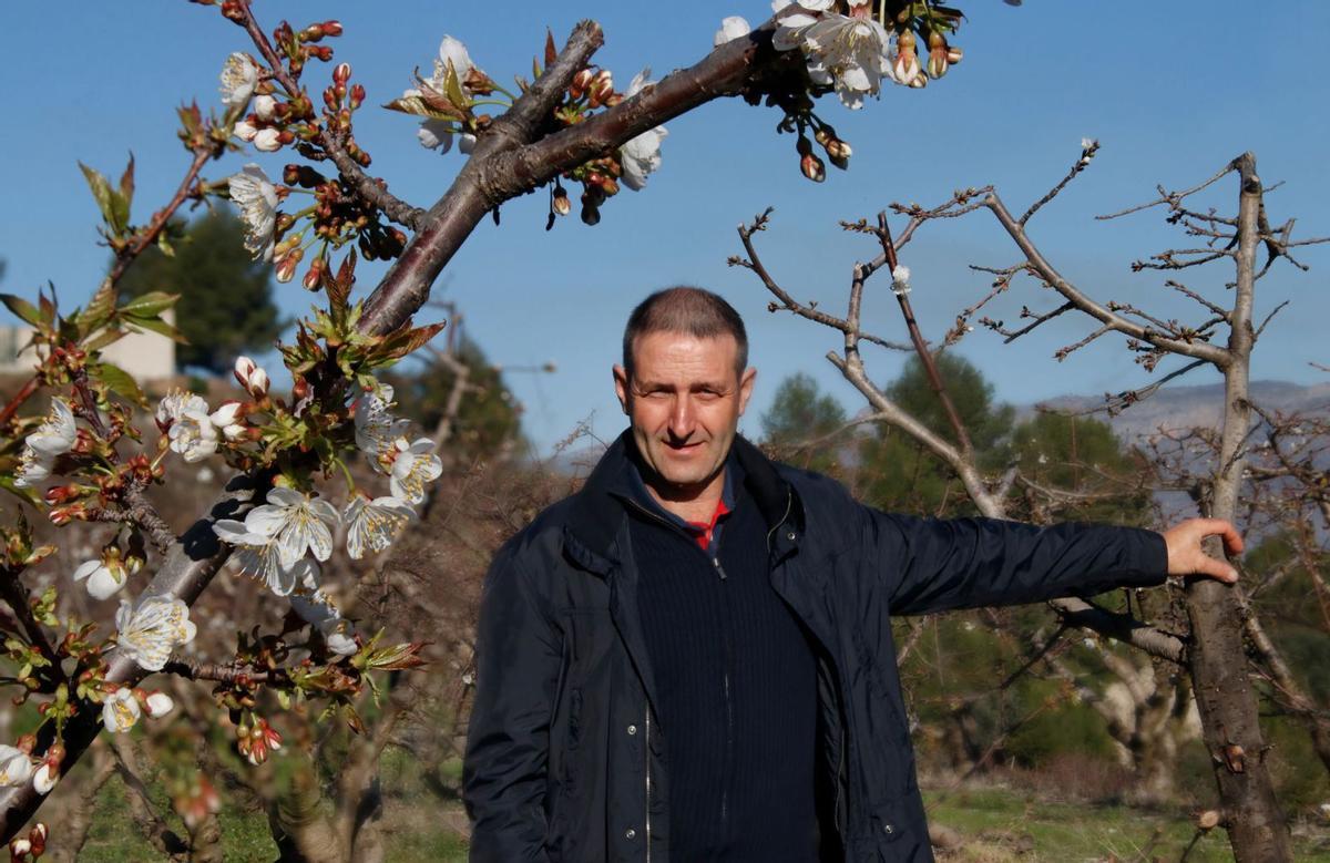 Hilario Calabuig preside el Consejo Regulador que vela por la calidad de la cereza que va con el sello de su Indicación Geográfica Protegida. | JUANI RUZ
