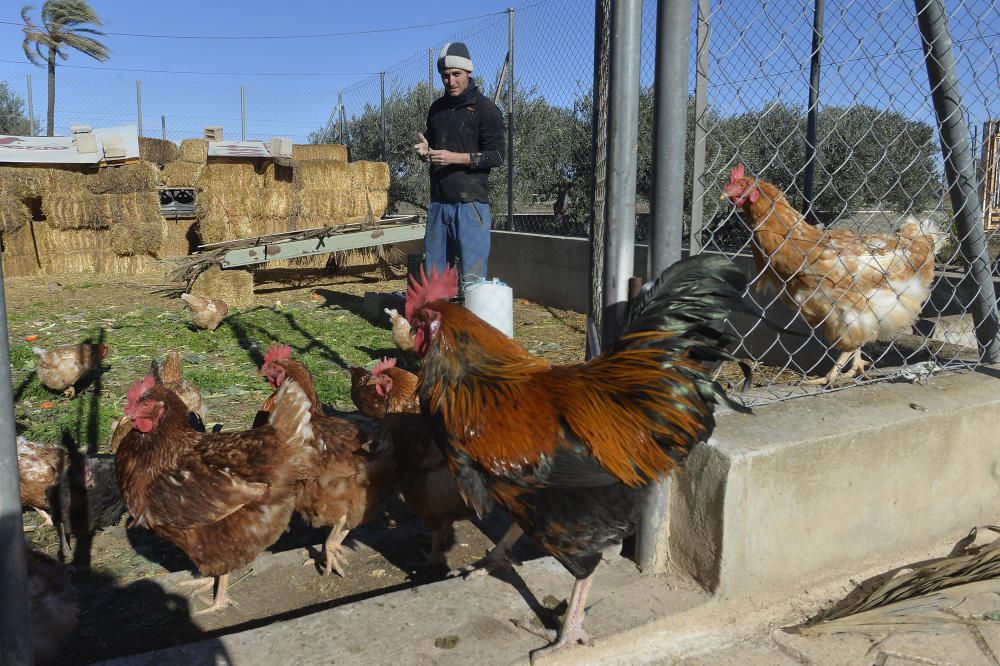 Huertos ecológicos en Elche