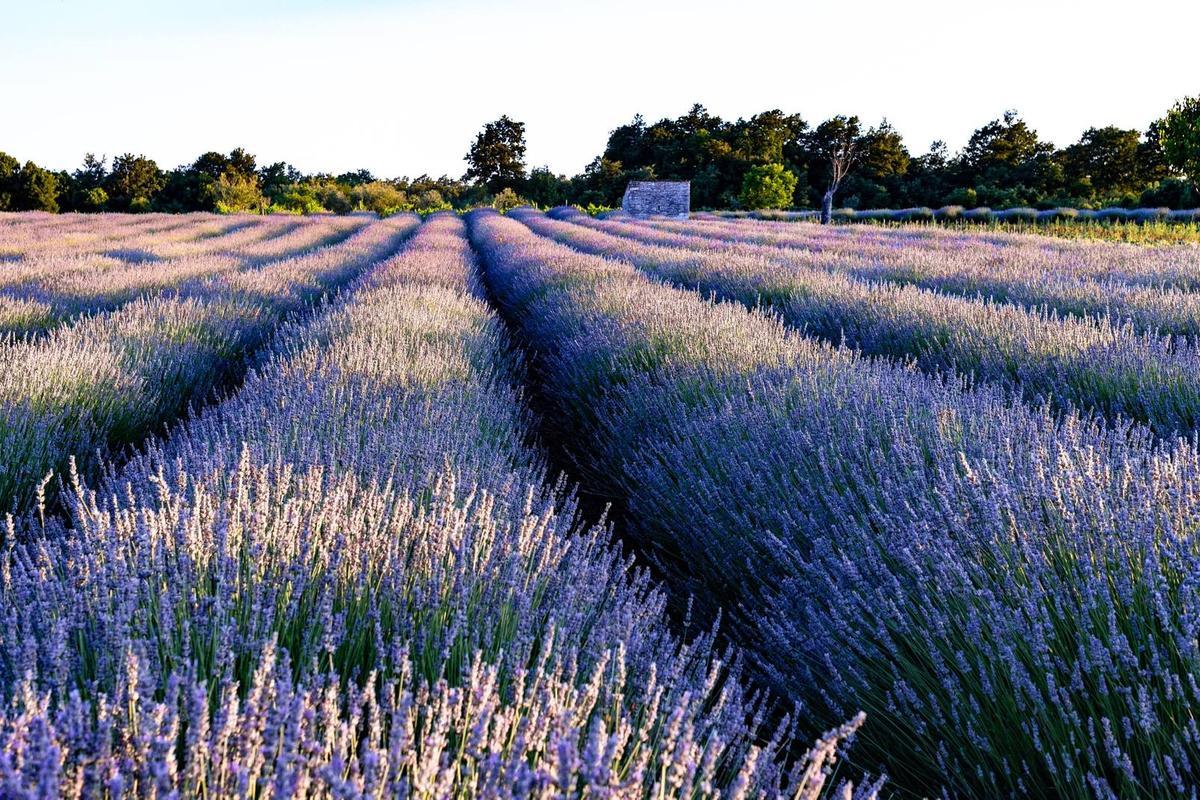 El rincón de Soria donde puedes destilar lavanda y caminar entre uno de los acebales más singulares de Castilla y León.