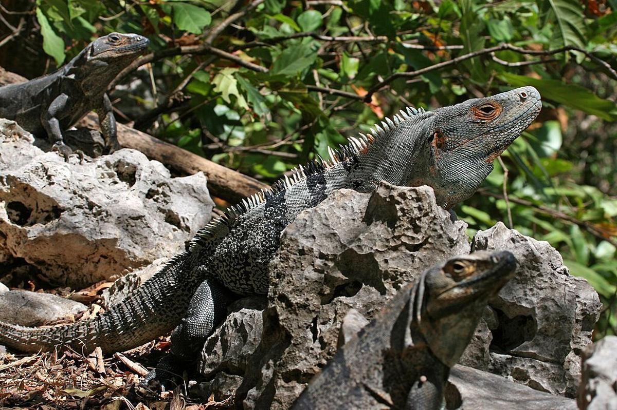 Iguana negra