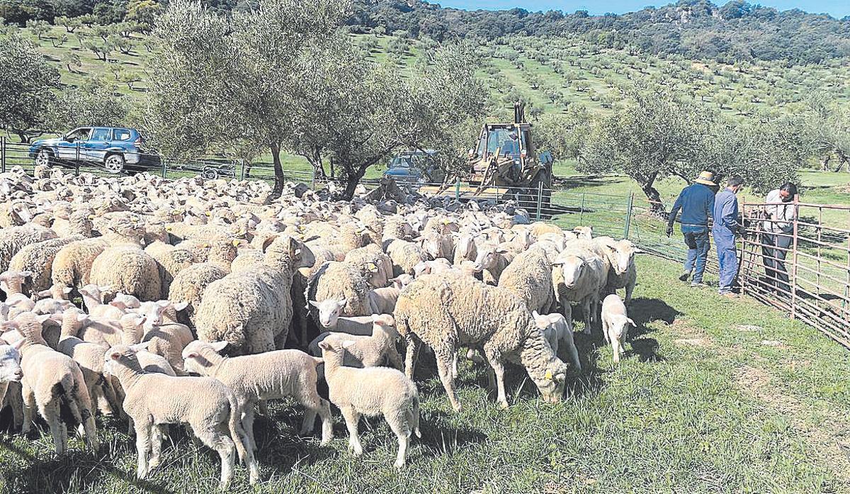 El pastoreo dirigido es uno de los pilares de esta finca.