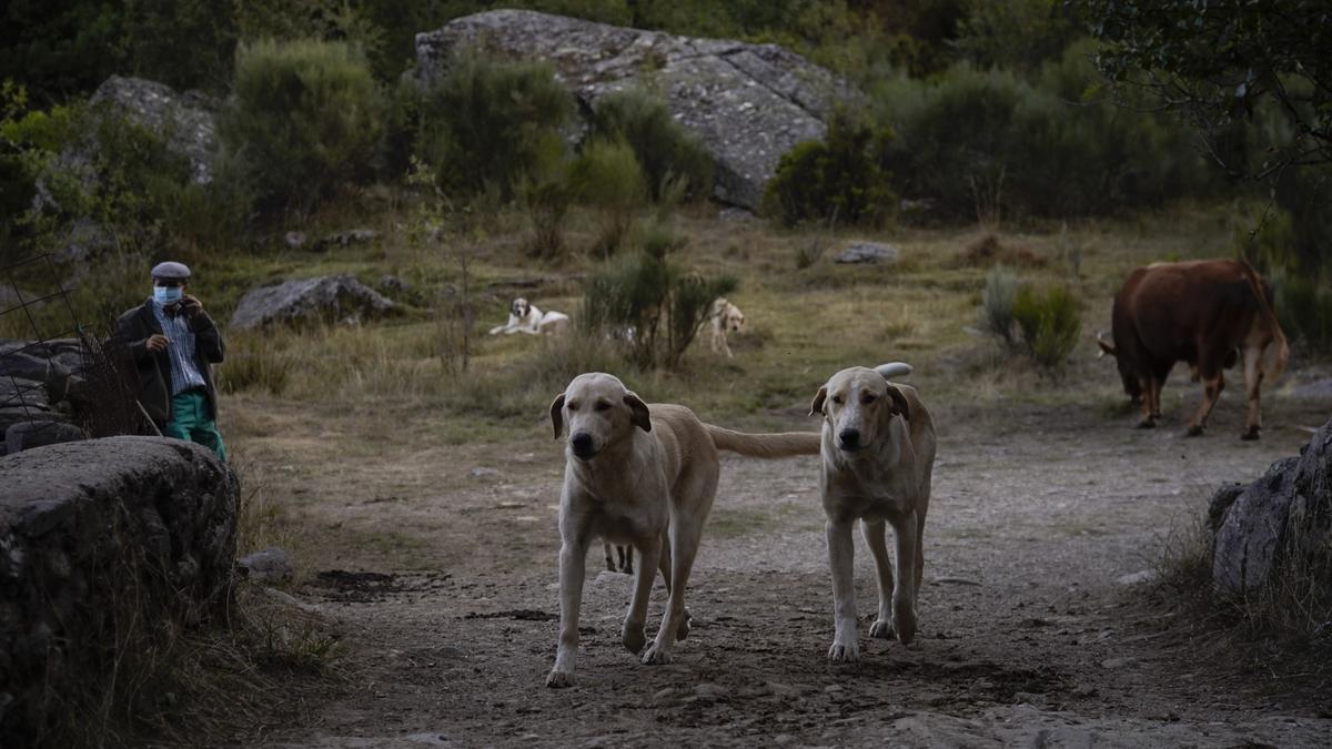 Dos perros con el pastor en una ganadería de San Ciprián de Sanabria