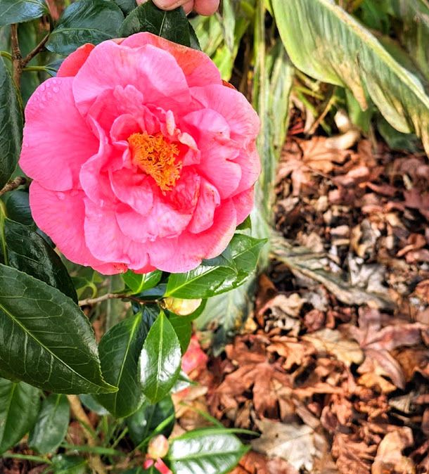 De paseo por el vergel de San Justo, en Villaviciosa