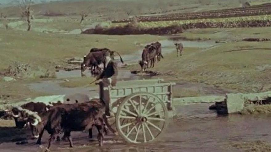 óptica etnográfica. Las tradiciones y vida cotidiana de los zamoranos en la década de los años 50, también reflejados en los documentales.