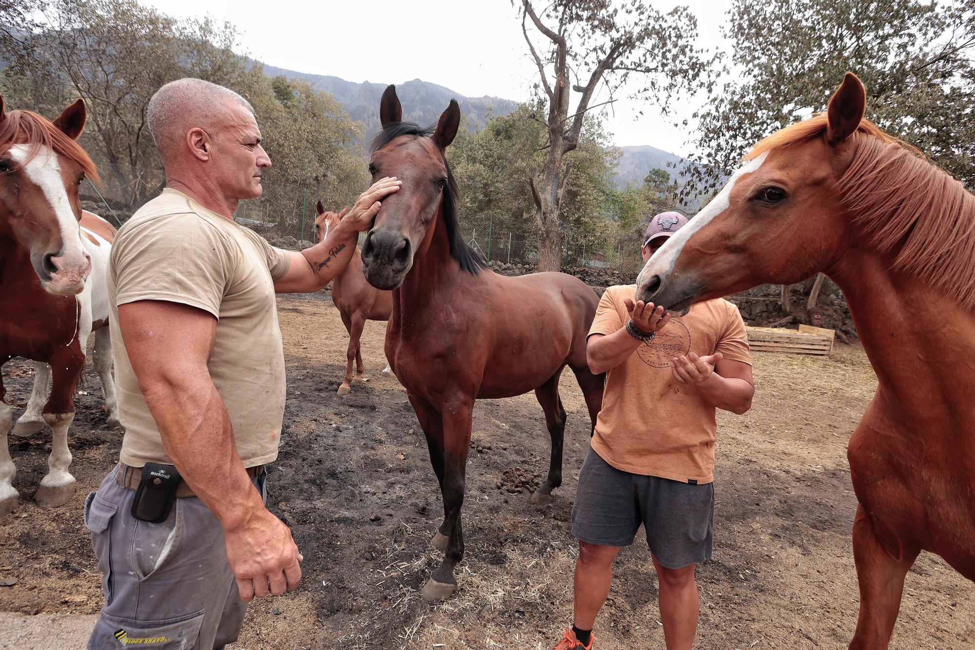 Vecinos de Aguamansa regresan a sus casas tras el incendio en La Orotava