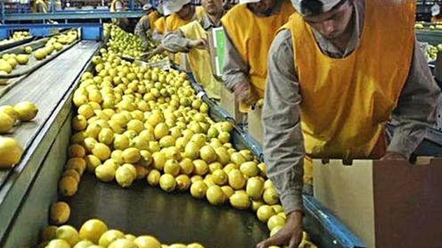 Las plagas más temidas son la Mancha Negra y la Cancrosis.