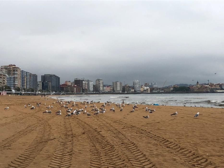 San Lorenzo amanece con ratas y una nueva mancha marrón