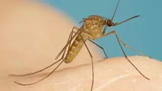 La contaminación lumínica aumenta las picaduras de mosquitos, según nuevos estudios