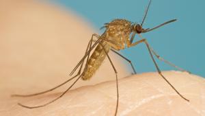 La contaminación lumínica aumenta la actividad de los mosquitos