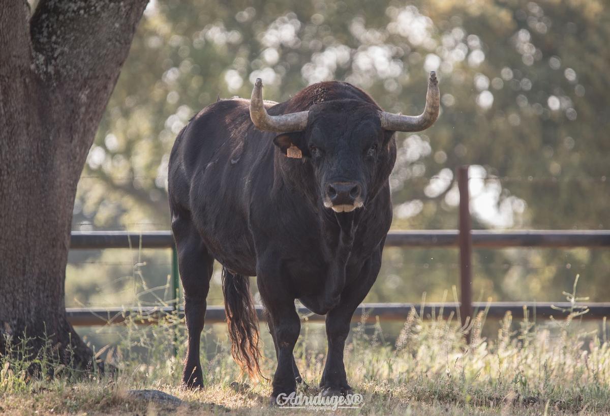 "Ferroviario", el Toro del Corpus 2026 de La Reata.