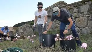 Lección de solidaridad medioambiental en el paraíso de Sálvora