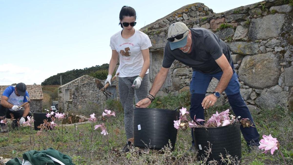 Eliminación de especies invasoras en la aldea de Sálvora.