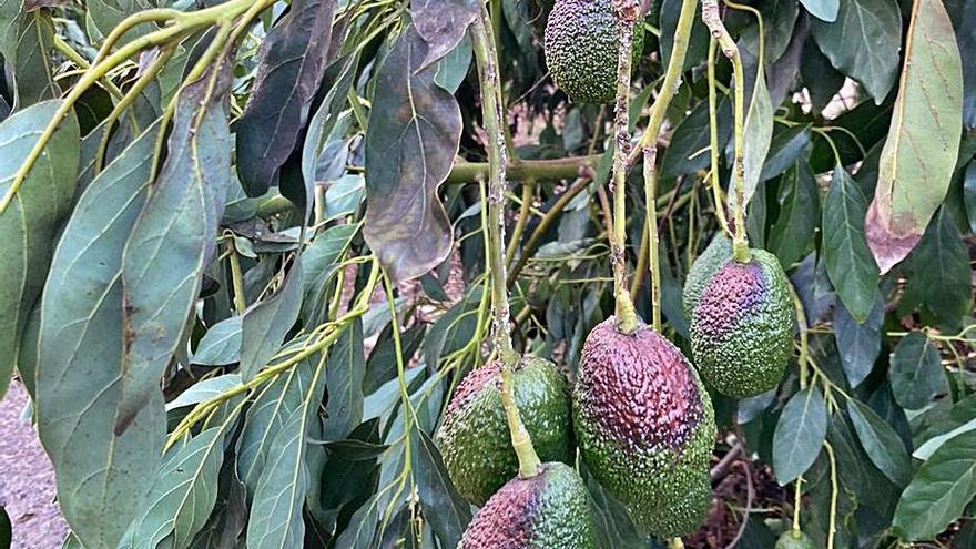 La agricultura palmera, la más afectada por la ola de calor