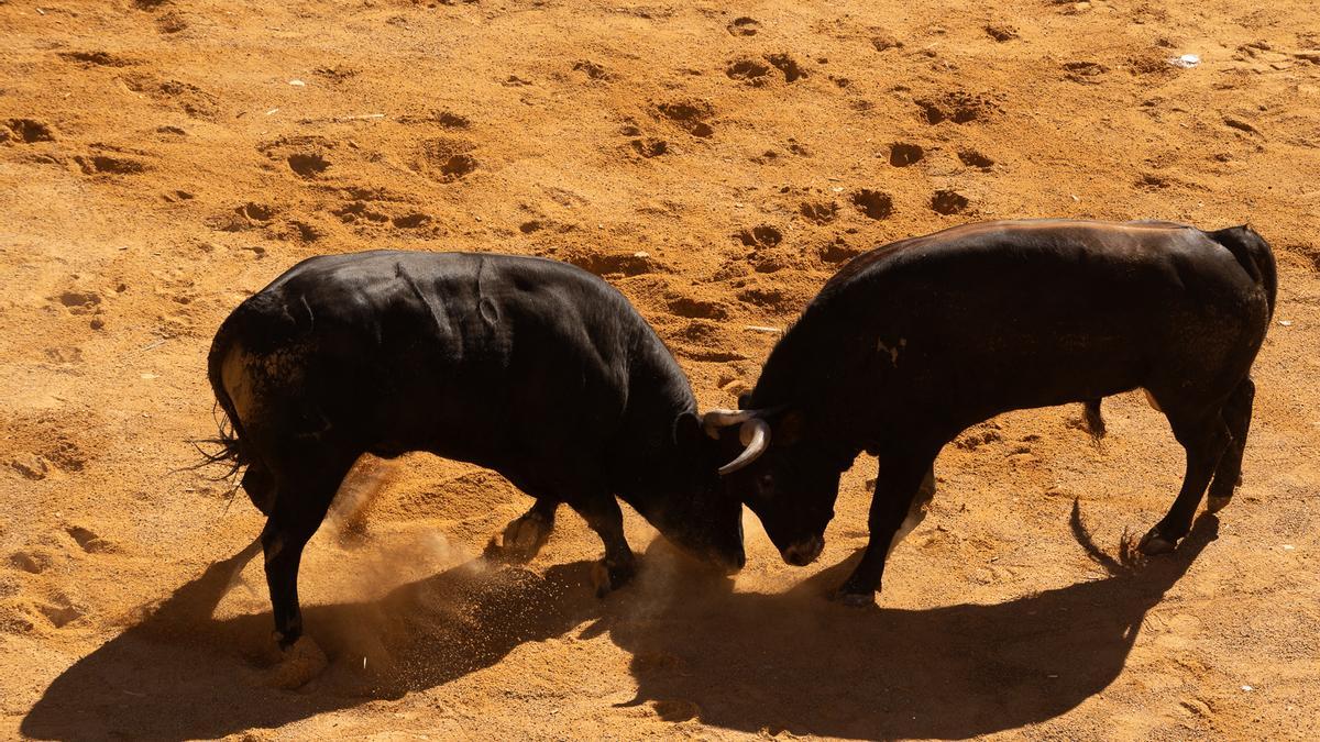 Dos toros el pasado mes de agosto en Fermoselle.