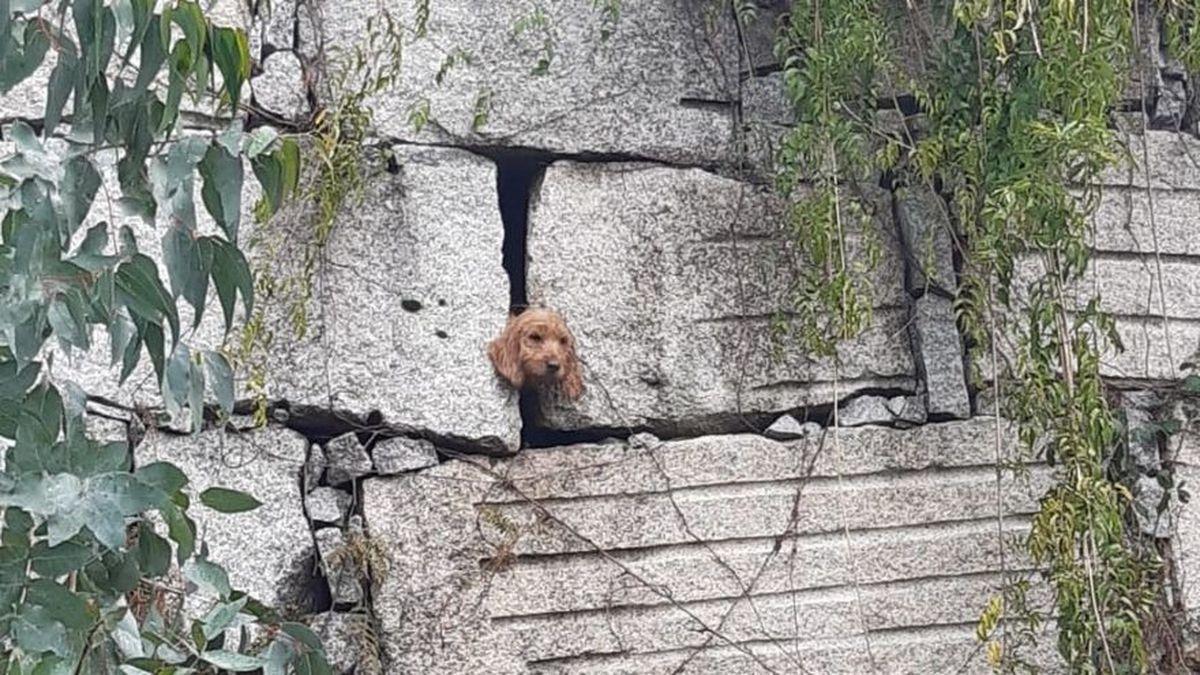 Los bomberos rescatan a un perro que se quedó atrapado dentro de un muro de diez metros en Nigrán.