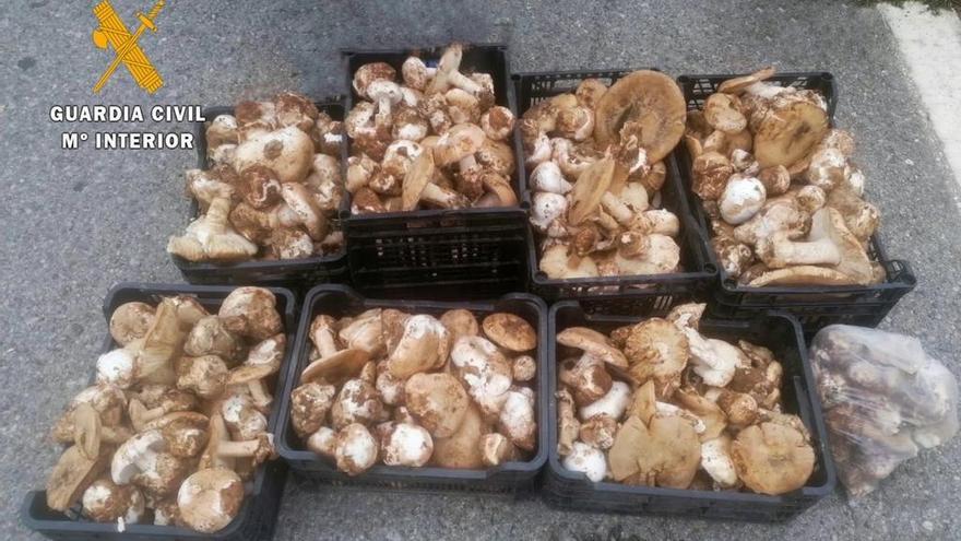 Tres investigados por hurtar más de 50 kilos de gurumelos en Salorino 