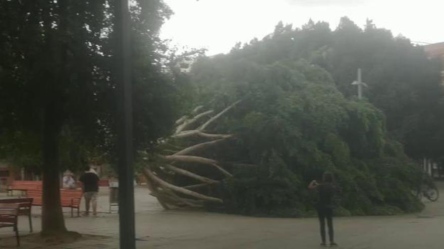 Borrasca Álex: Los fuertes vientos provocan la caída de un gran árbol en Alcantarilla