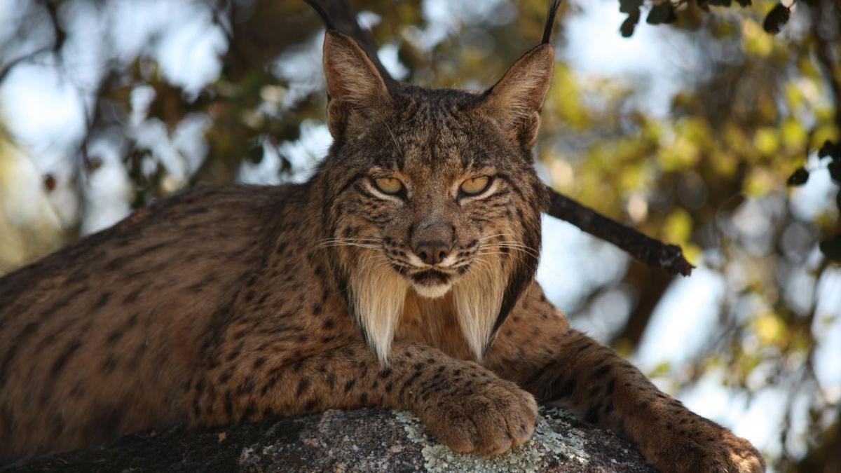 Un lince ibérico adulto, inconfundible con sus barbas de maestro de kung fu.