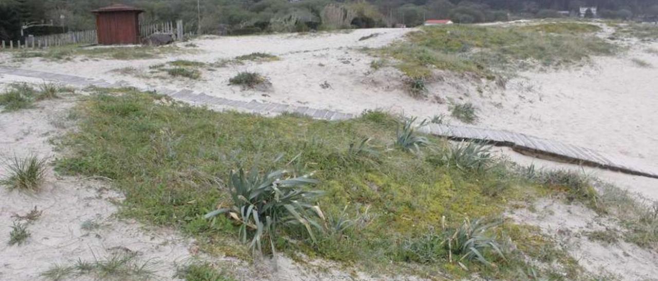 Estado de la duna de Areabrava, ayer por la tarde. // Santos Álvarez