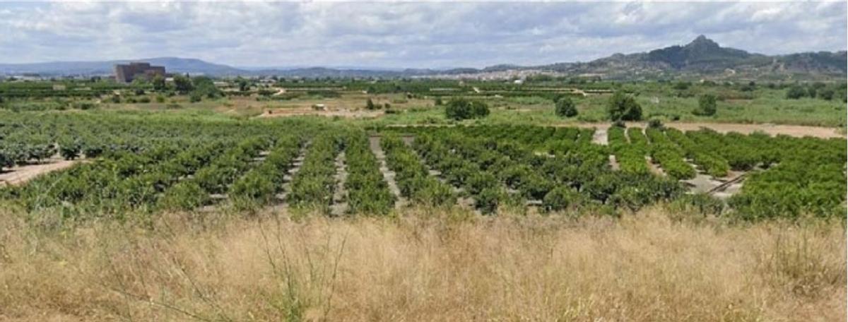 Paisaje agrícola de la zona.