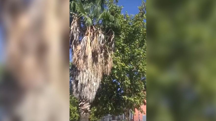 VÍDEO | Así han sonado los disparos en la barriada Los Colorines de Badajoz