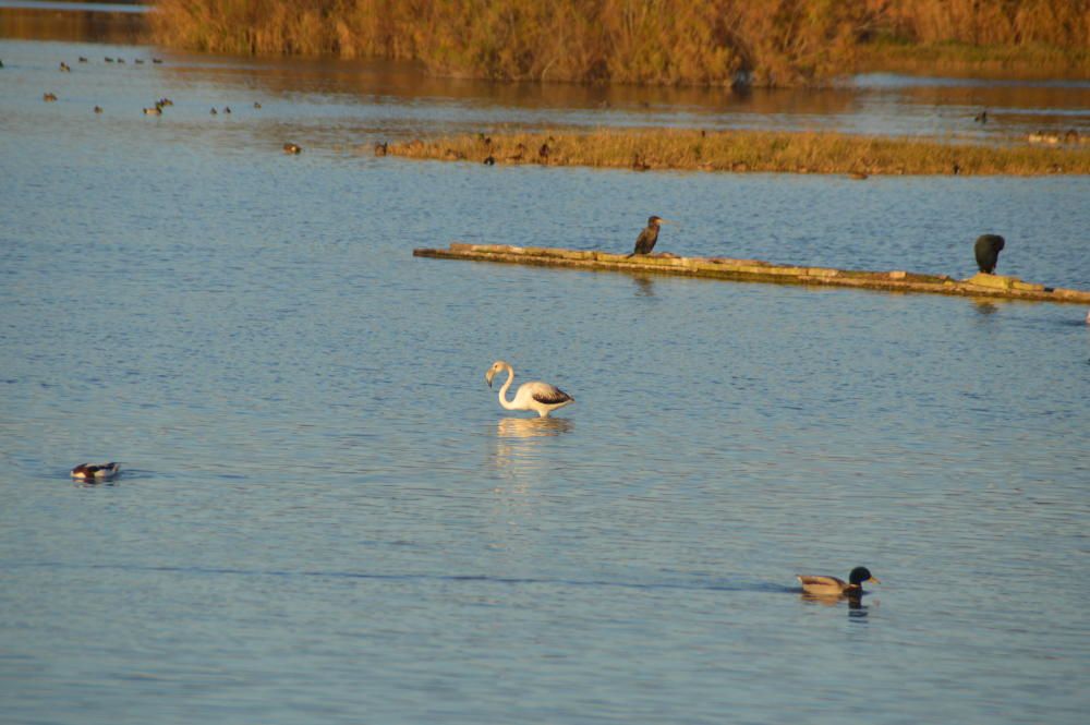 Recorregut visual pel Parc dels Aiguamolls