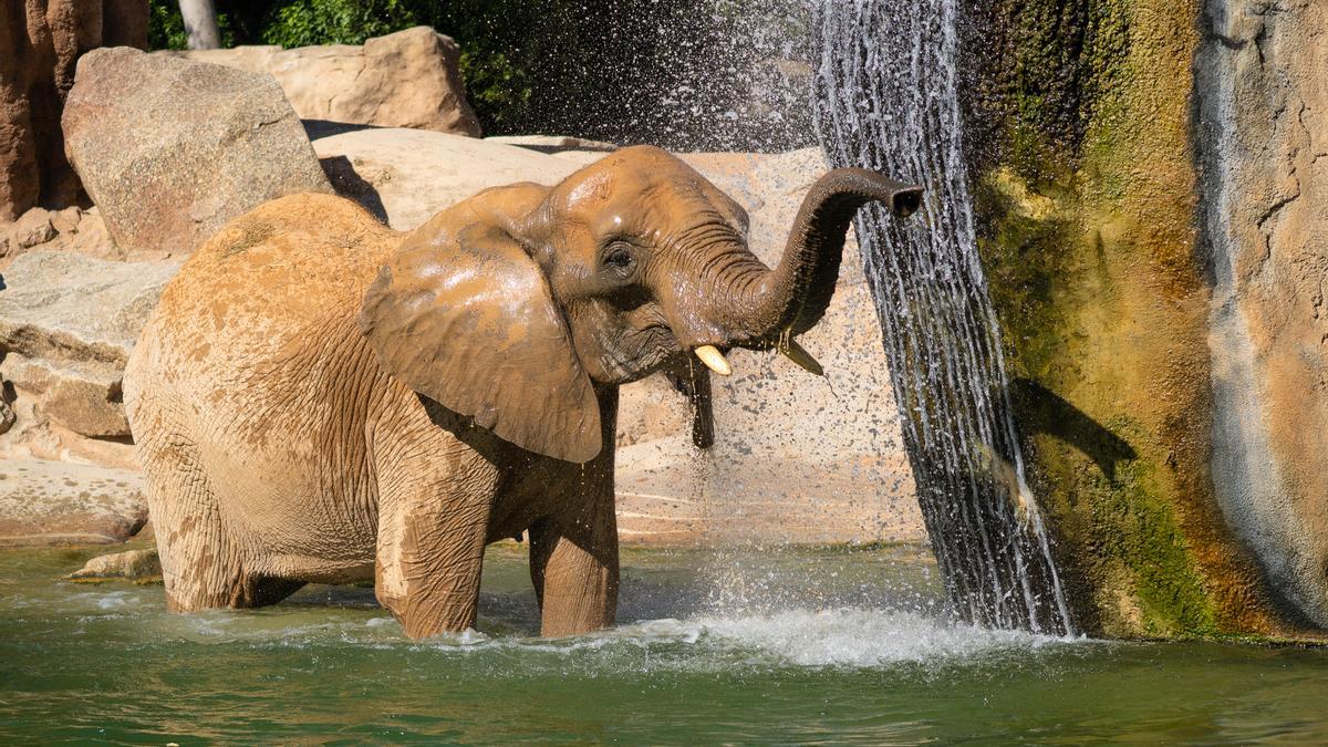 El elefante africano de sabana está incluido en la Lista Roja de especies amenazadas de la UICN.