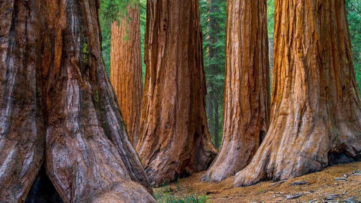 Una ciudad verde de más de 33000 hectáreas.