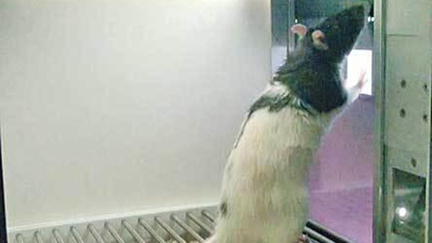 Una de las ratas del experimento.
